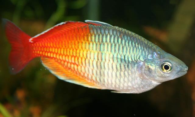 Boeseman’s Rainbowfish: